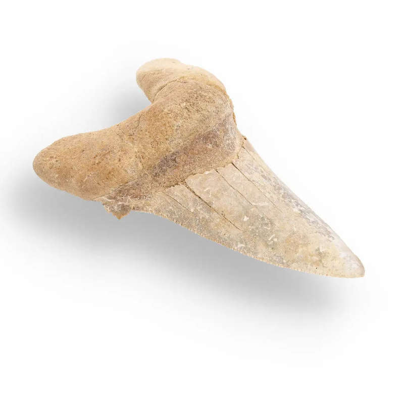 Sokolovi (Auriculatus) Shark Tooth  Rare Moroccan Fossil Find