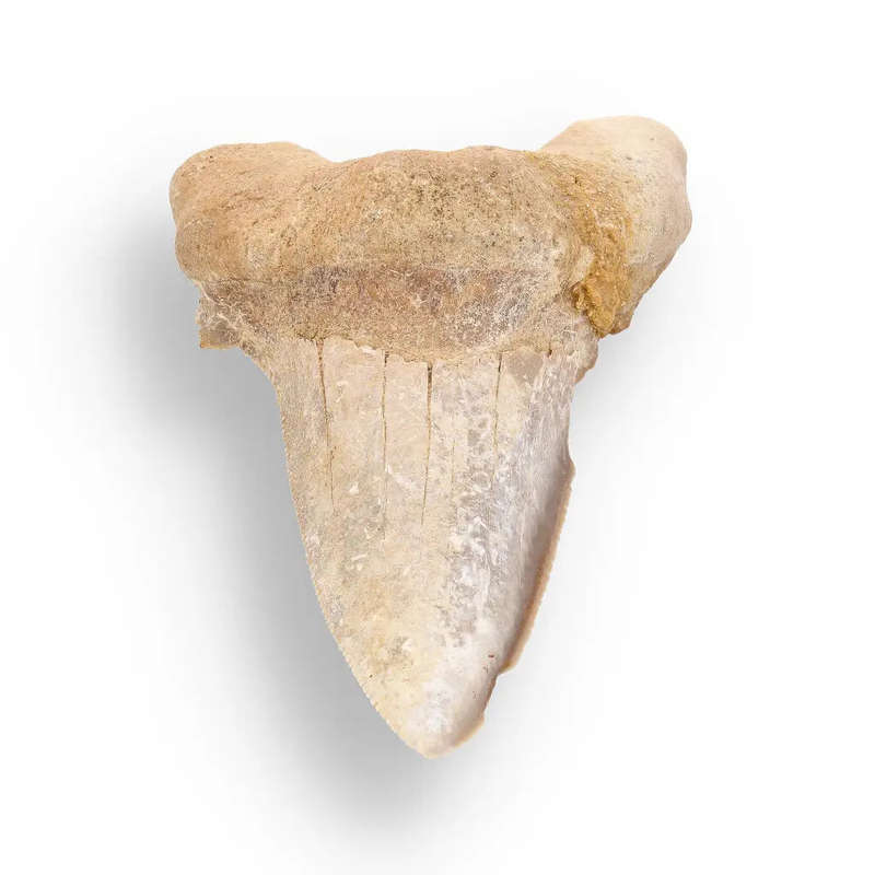 Sokolovi (Auriculatus) Shark Tooth  Rare Moroccan Fossil Find