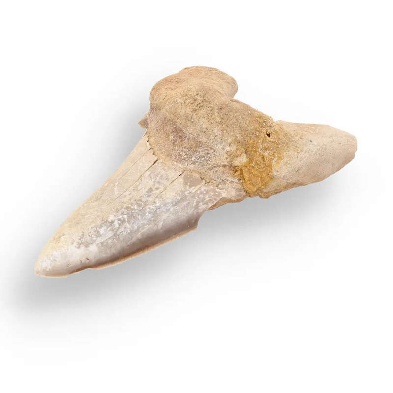 Sokolovi (Auriculatus) Shark Tooth  Rare Moroccan Fossil Find