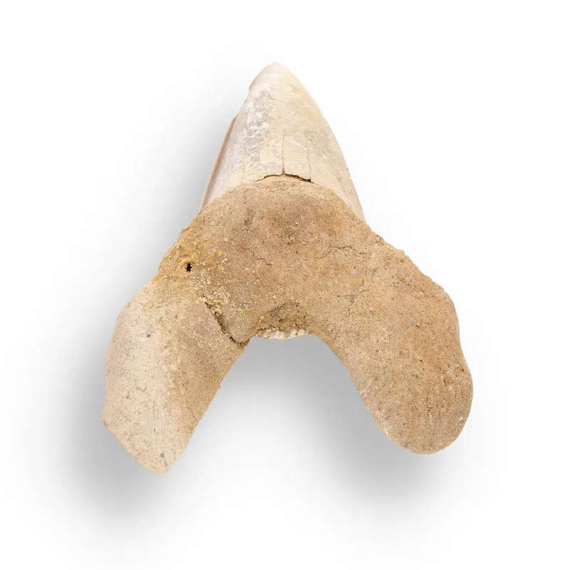 Sokolovi (Auriculatus) Shark Tooth  Rare Moroccan Fossil Find