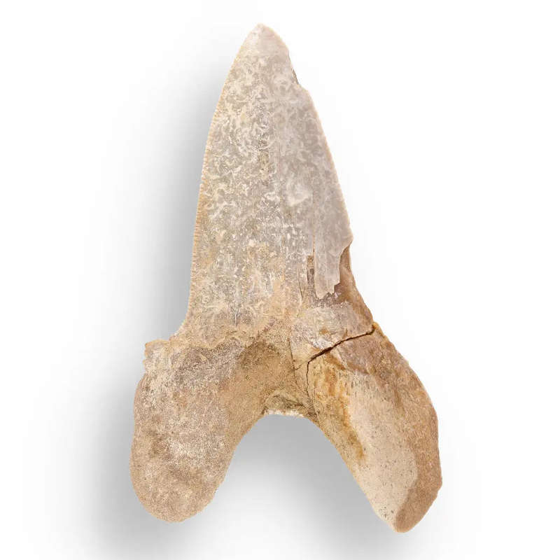 Sokolovi (Auriculatus) Shark Tooth  Rare Moroccan Fossil Find