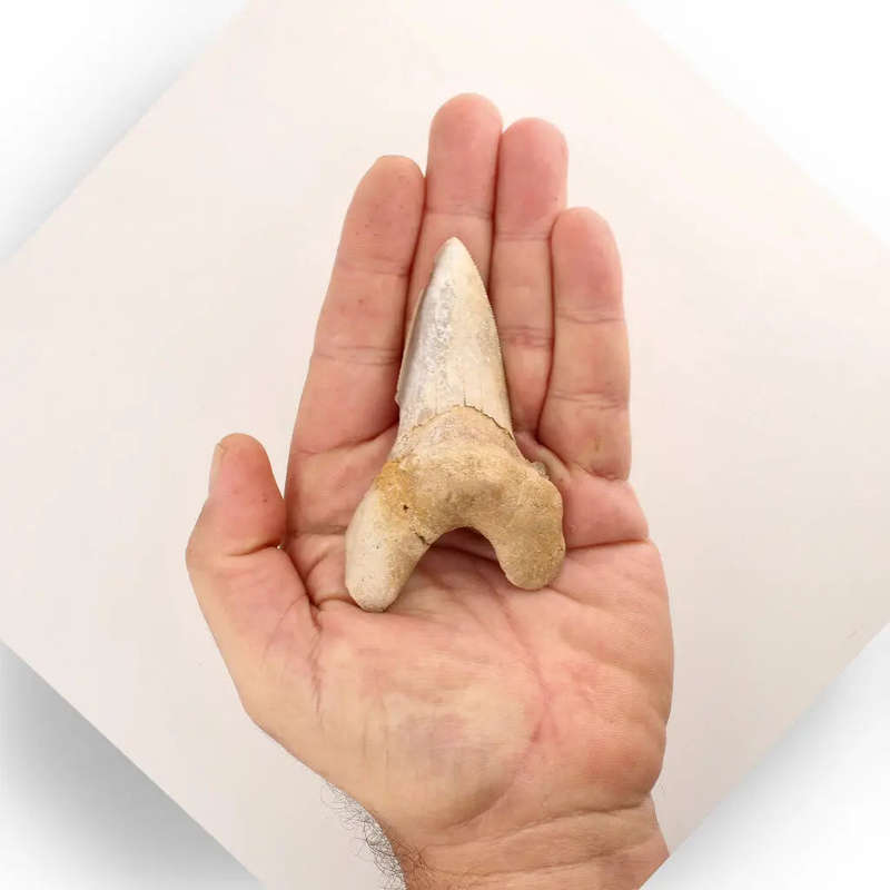 Sokolovi (Auriculatus) Shark Tooth  Rare Moroccan Fossil Find