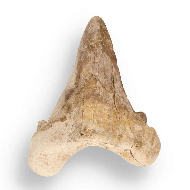 Sokolovi (Auriculatus) Shark Tooth  Jurassic-Era Gift for Collectors
