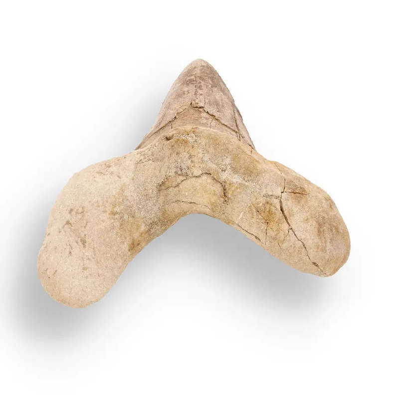 Sokolovi (Auriculatus) Shark Tooth  Jurassic-Era Gift for Collectors