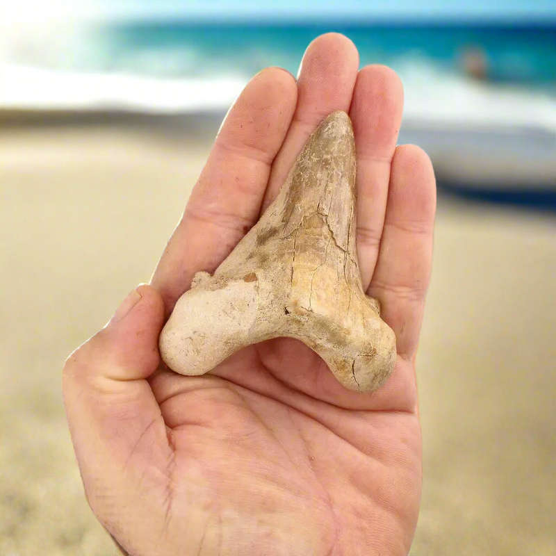 Sokolovi (Auriculatus) Shark Tooth  Jurassic-Era Gift for Collectors