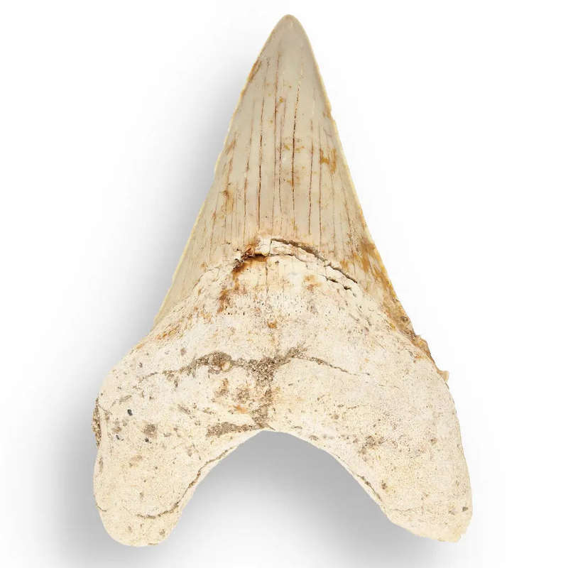 Otodus Obliquus Shark - Ancient Ocean Apex Predator Tooth from Morocco