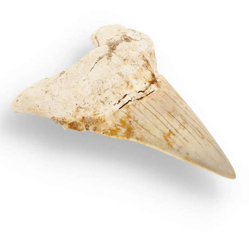 Otodus Obliquus Shark - Ancient Ocean Apex Predator Tooth from Morocco