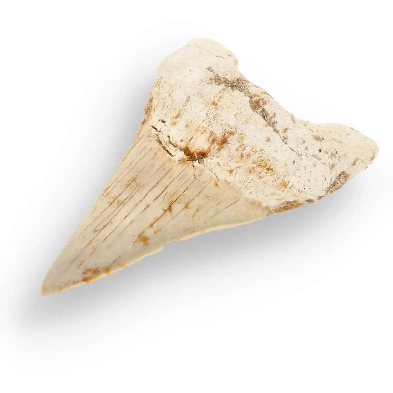 Otodus Obliquus Shark - Ancient Ocean Apex Predator Tooth from Morocco