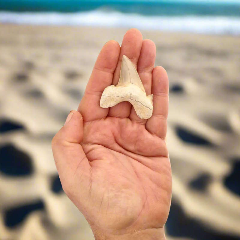 Otodus Obliquus - Prehistoric Mega Shark Tooth with Serrated Edges
