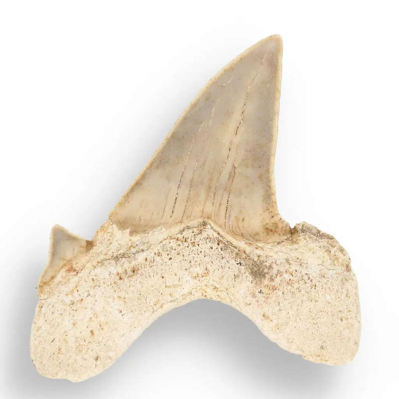 Otodus Obliquus - Prehistoric Mega Shark Tooth with Serrated Edges