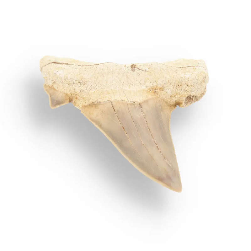 Otodus Obliquus - Prehistoric Mega Shark Tooth with Serrated Edges