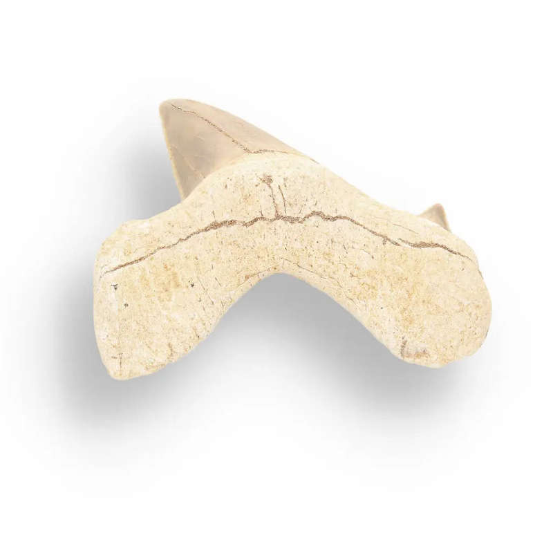 Otodus Obliquus - Prehistoric Mega Shark Tooth with Serrated Edges