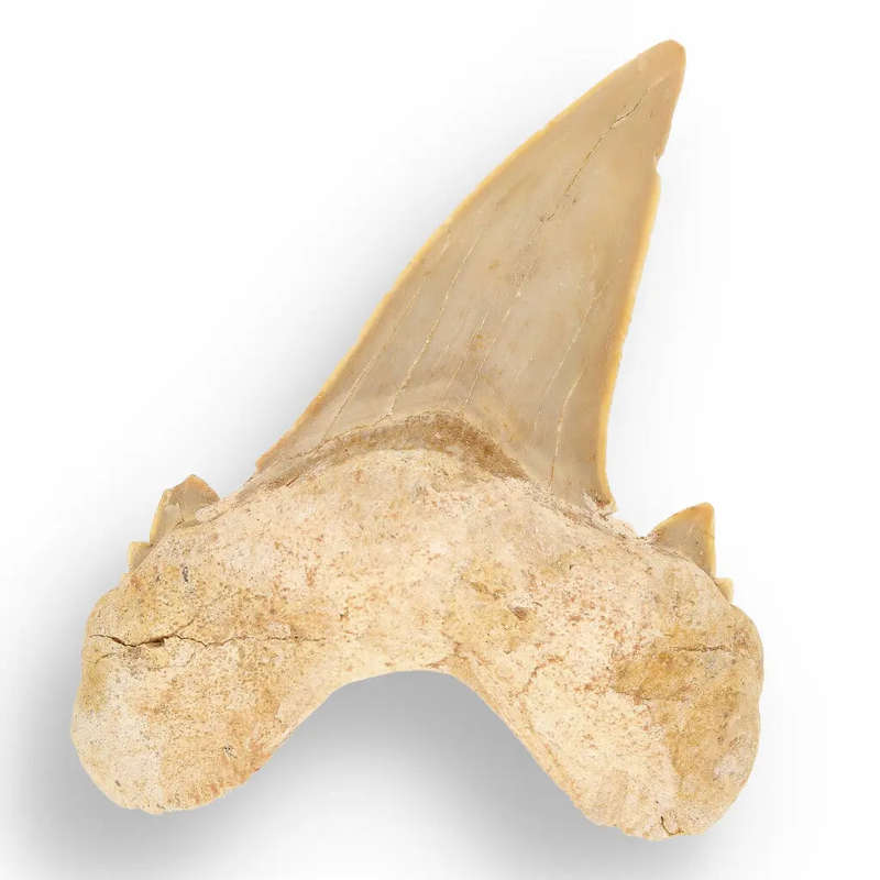 Otodus Obliquus Shark - Colossal Predator Fossil from Ancient Moroccan Seas
