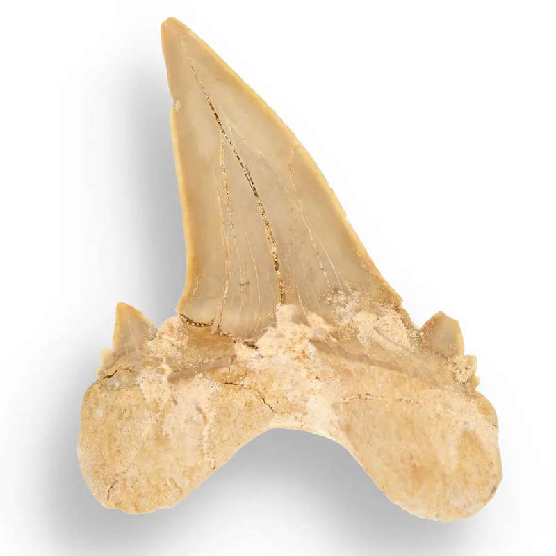 Otodus Obliquus Shark - Colossal Predator Fossil from Ancient Moroccan Seas