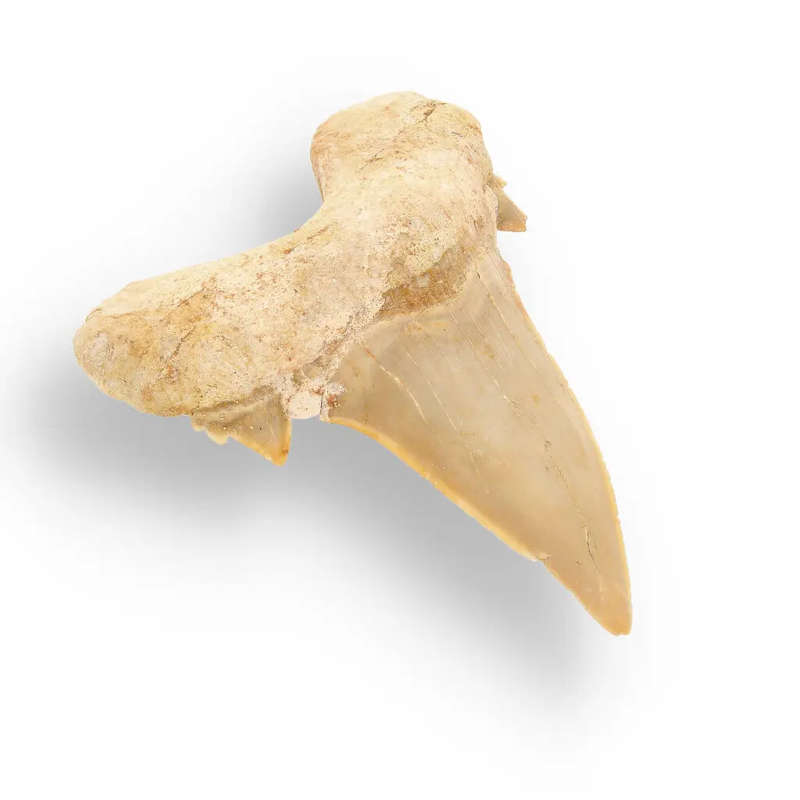 Otodus Obliquus Shark - Colossal Predator Fossil from Ancient Moroccan Seas