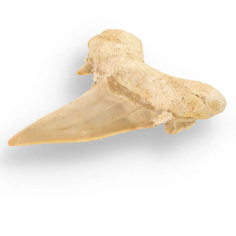Otodus Obliquus Shark - Colossal Predator Fossil from Ancient Moroccan Seas