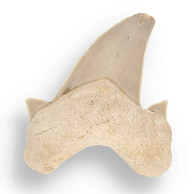Otodus Obliquus - Quality Shark Tooth from Khouribga Morocco