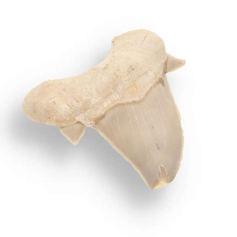 Otodus Obliquus - Quality Shark Tooth from Khouribga Morocco
