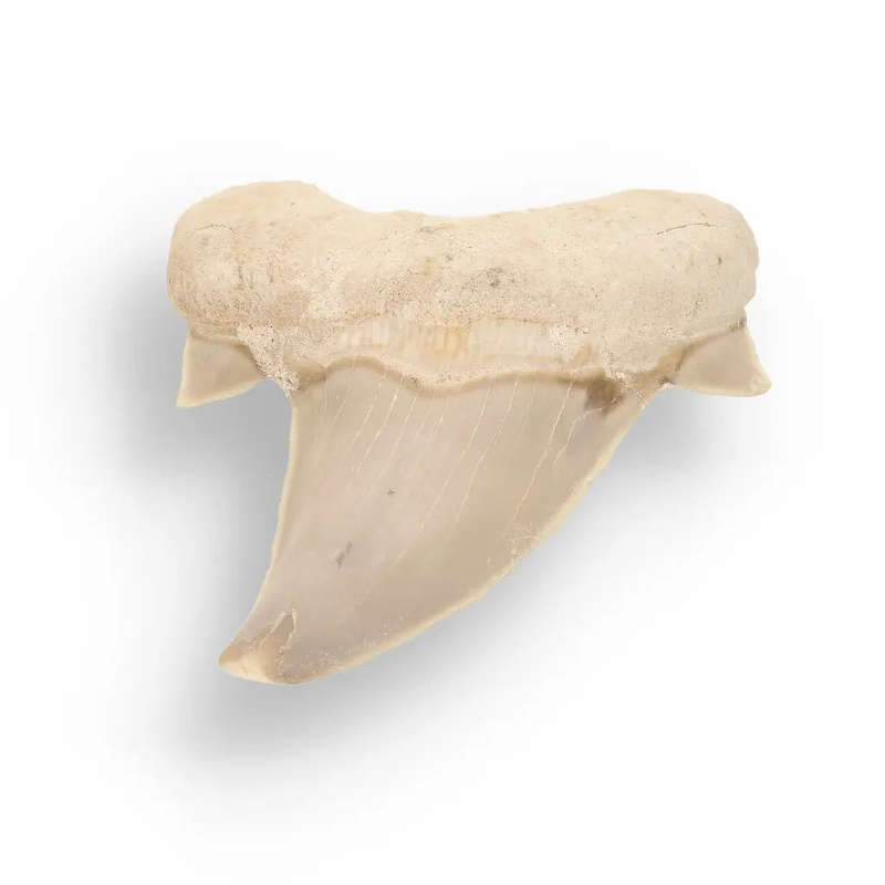 Otodus Obliquus - Quality Shark Tooth from Khouribga Morocco
