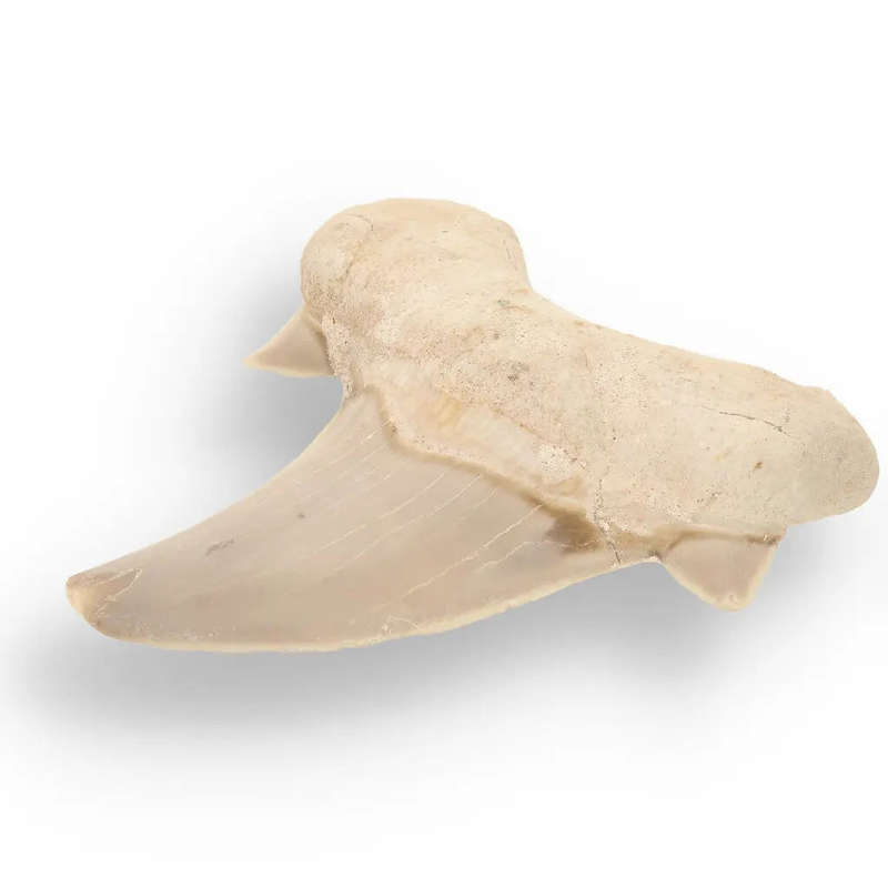 Otodus Obliquus - Quality Shark Tooth from Khouribga Morocco