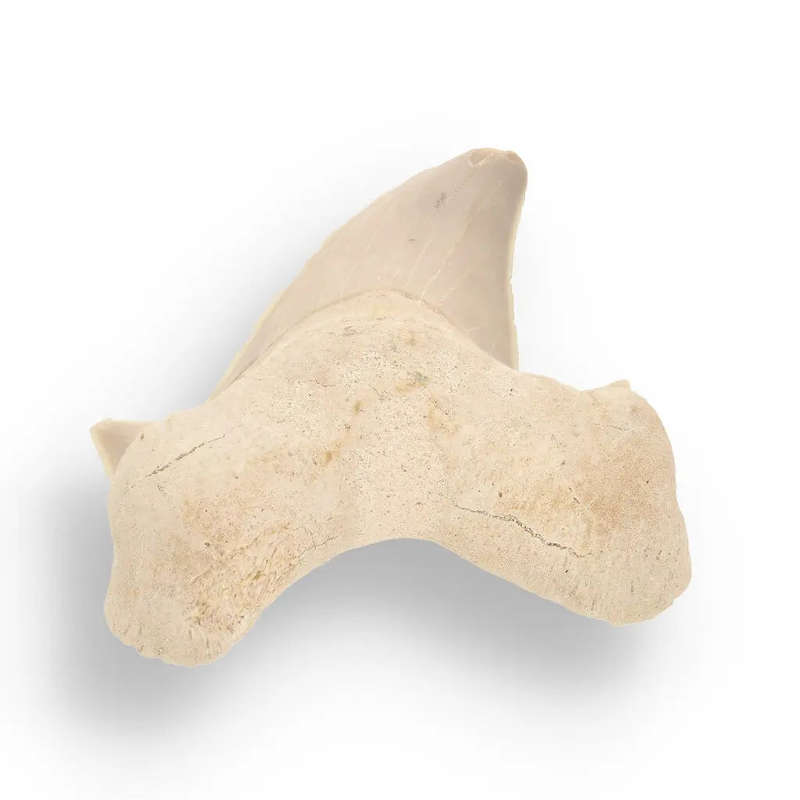 Otodus Obliquus - Quality Shark Tooth from Khouribga Morocco