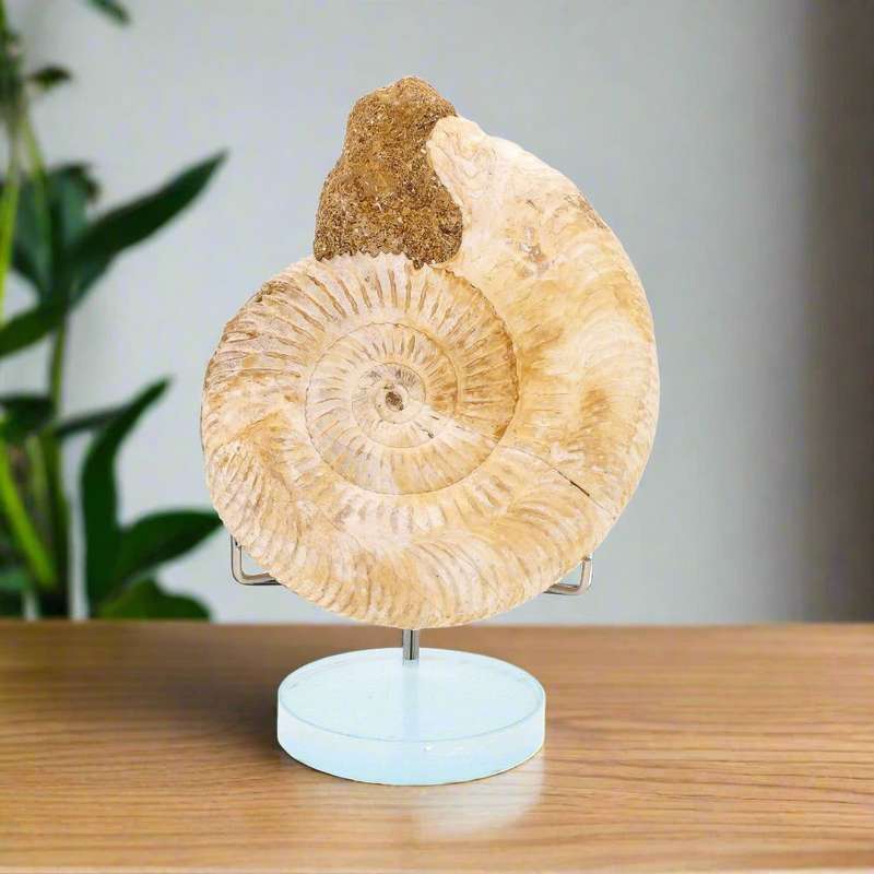 Dazzling White Spines Ammonite (Madagascar) - Start your fossil collection