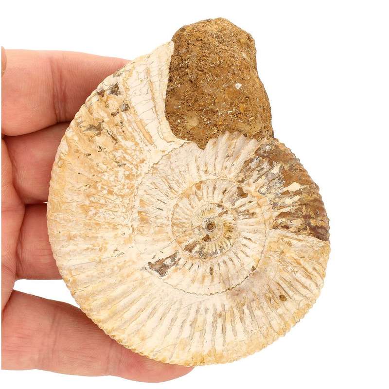 Dazzling White Spines Ammonite (Madagascar) - Start your fossil collection