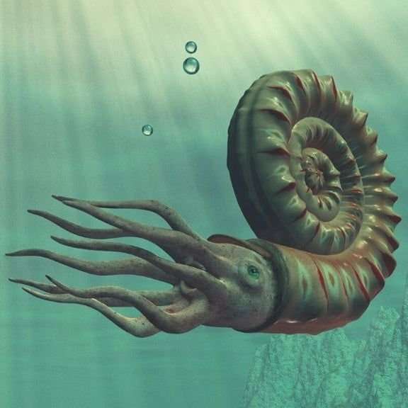 Dazzling White Spines Ammonite (Madagascar) - Start your fossil collection