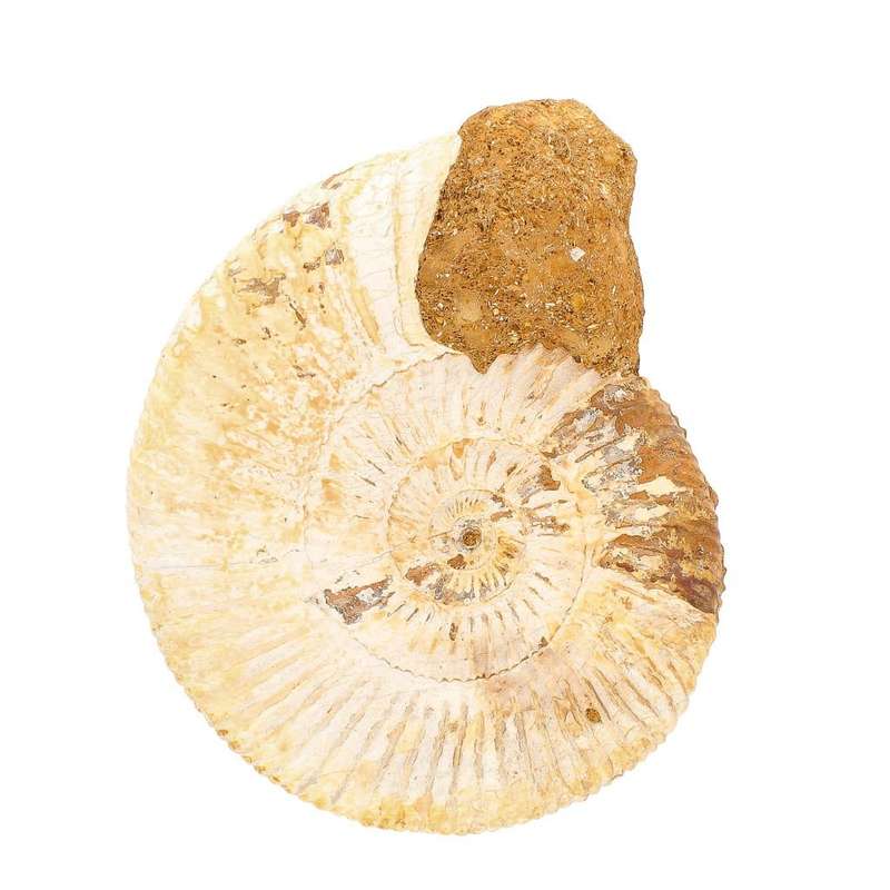 Dazzling White Spines Ammonite (Madagascar) - Start your fossil collection