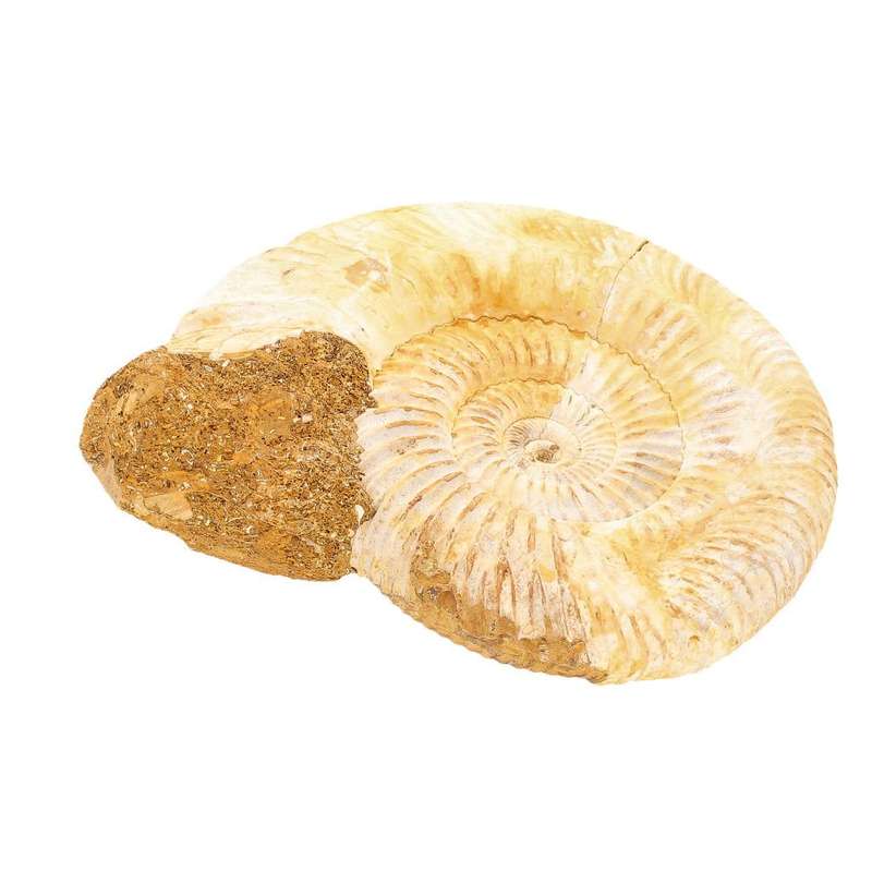 Dazzling White Spines Ammonite (Madagascar) - Start your fossil collection