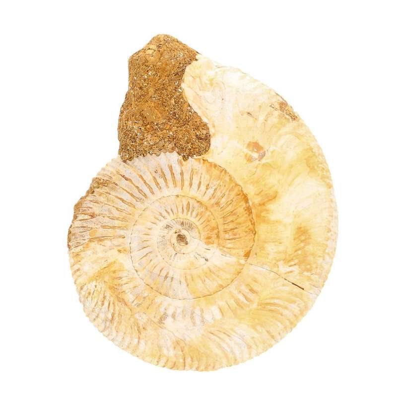 Dazzling White Spines Ammonite (Madagascar) - Start your fossil collection