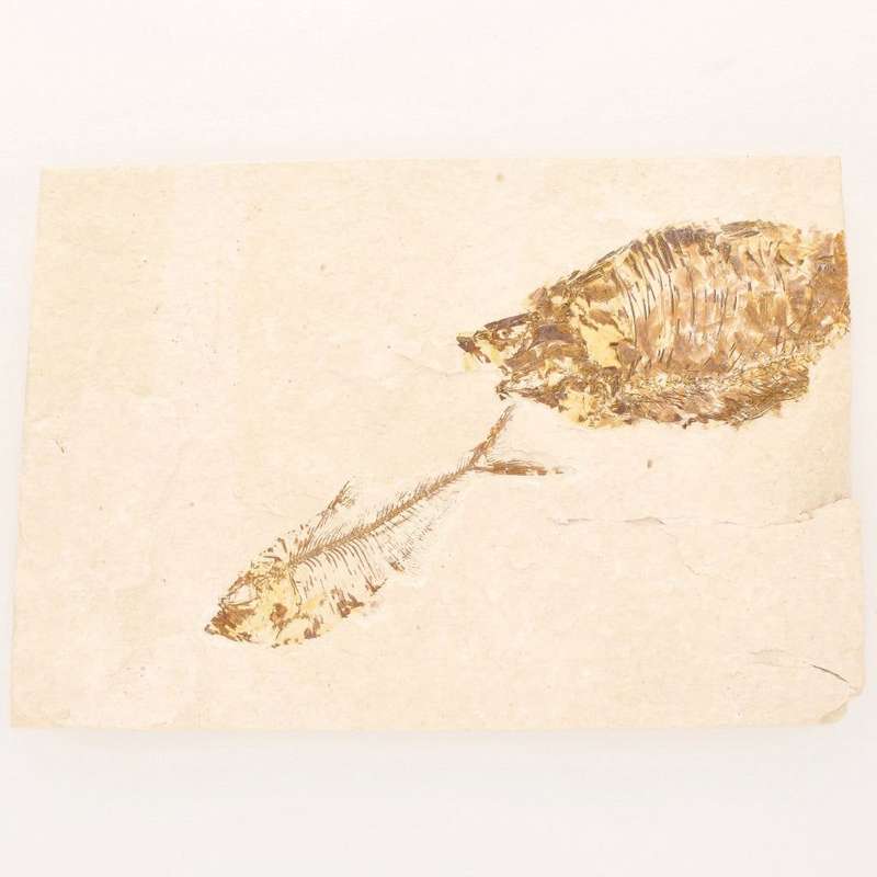 Fossilized Knightia Fish (Green River)
