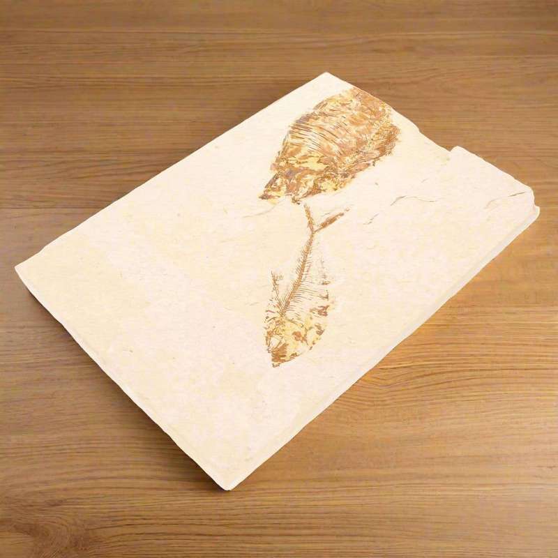 Fossilized Knightia Fish (Green River)
