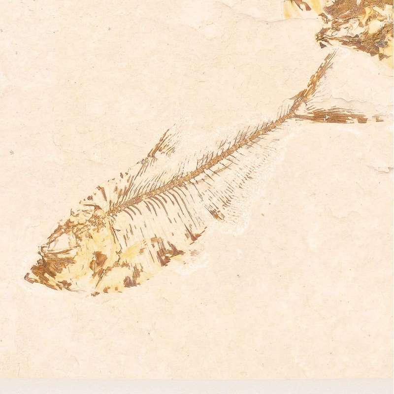 Fossilized Knightia Fish (Green River)