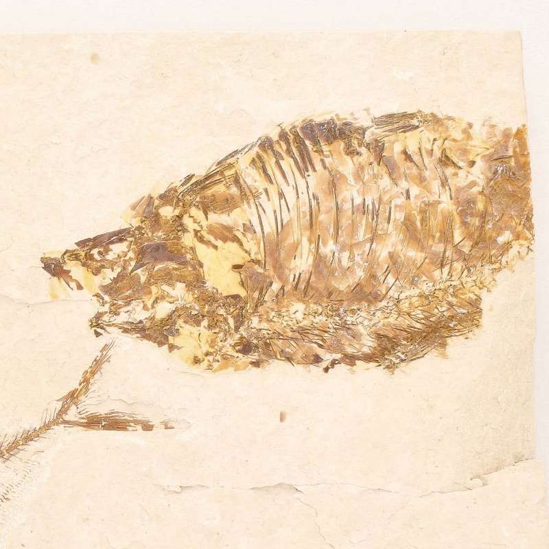 Fossilized Knightia Fish (Green River)