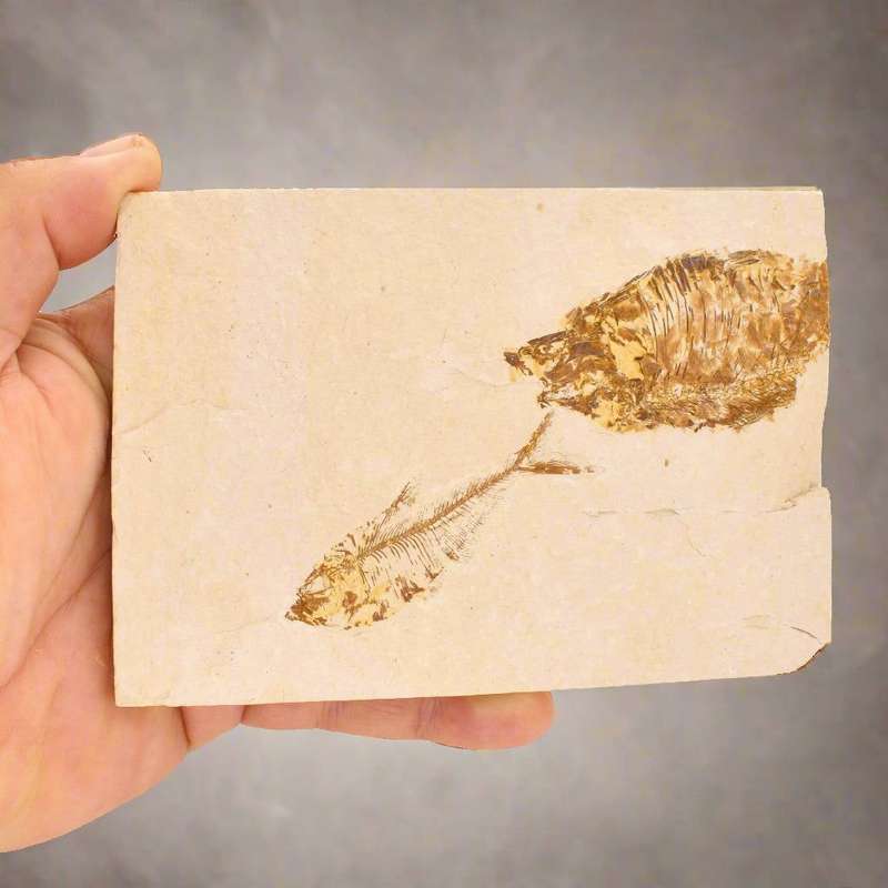 Fossilized Knightia Fish (Green River)