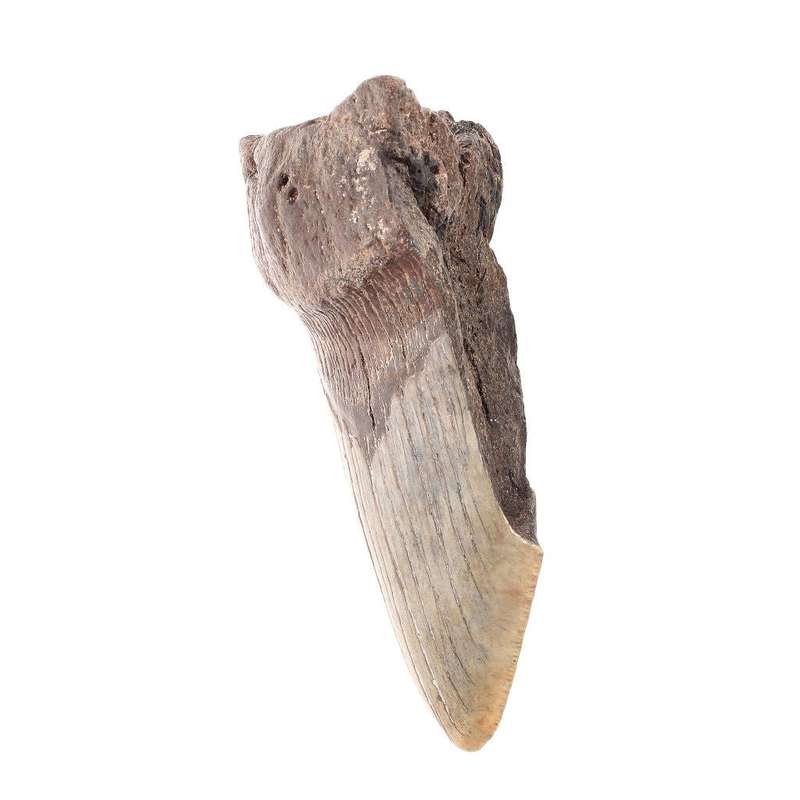 Megalodon Shark Tooth: Unrestored Fossilized Masterpiece