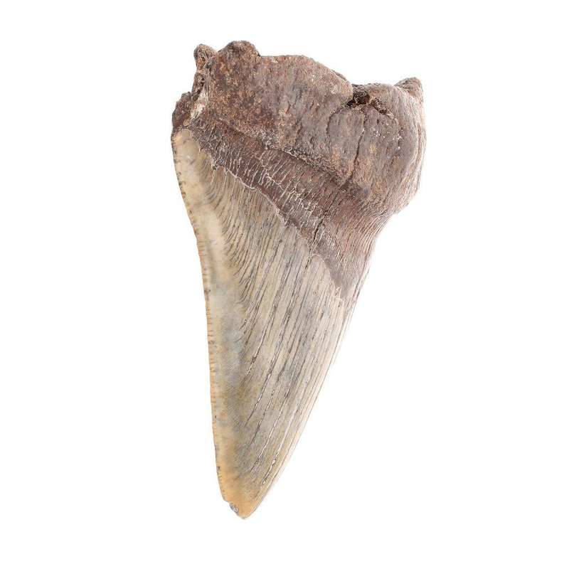 Megalodon Shark Tooth: Unrestored Fossilized Masterpiece