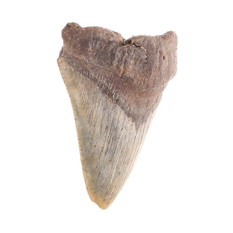 Megalodon Shark Tooth: Unrestored Fossilized Masterpiece