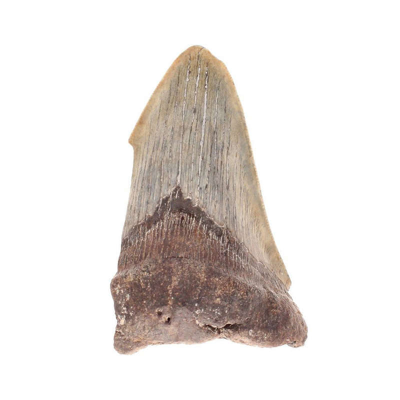 Megalodon Shark Tooth: Unrestored Fossilized Masterpiece