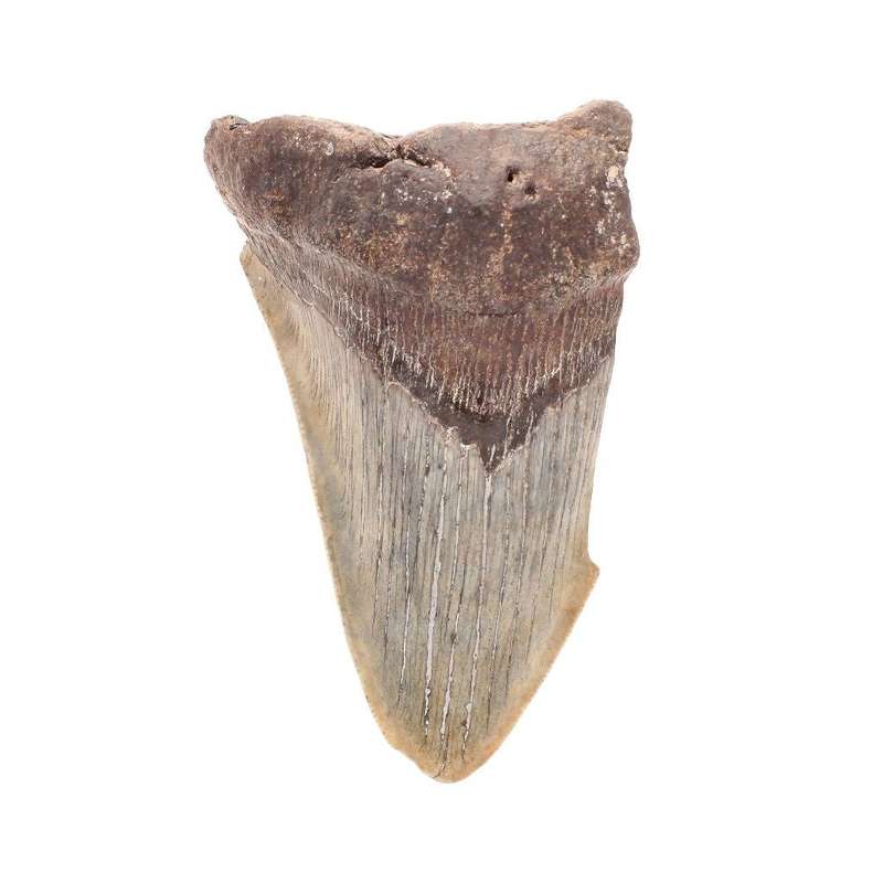 Megalodon Shark Tooth: Unrestored Fossilized Masterpiece