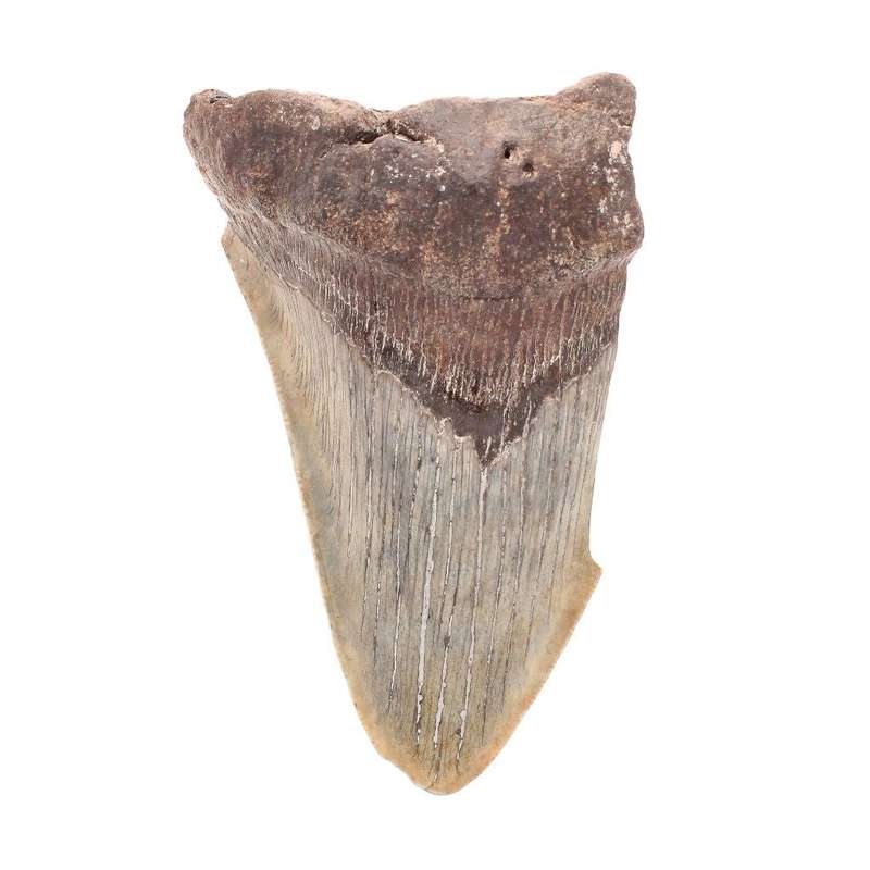 Megalodon Shark Tooth: Unrestored Fossilized Masterpiece