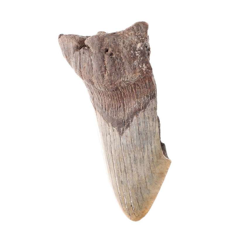 Megalodon Shark Tooth: Unrestored Fossilized Masterpiece