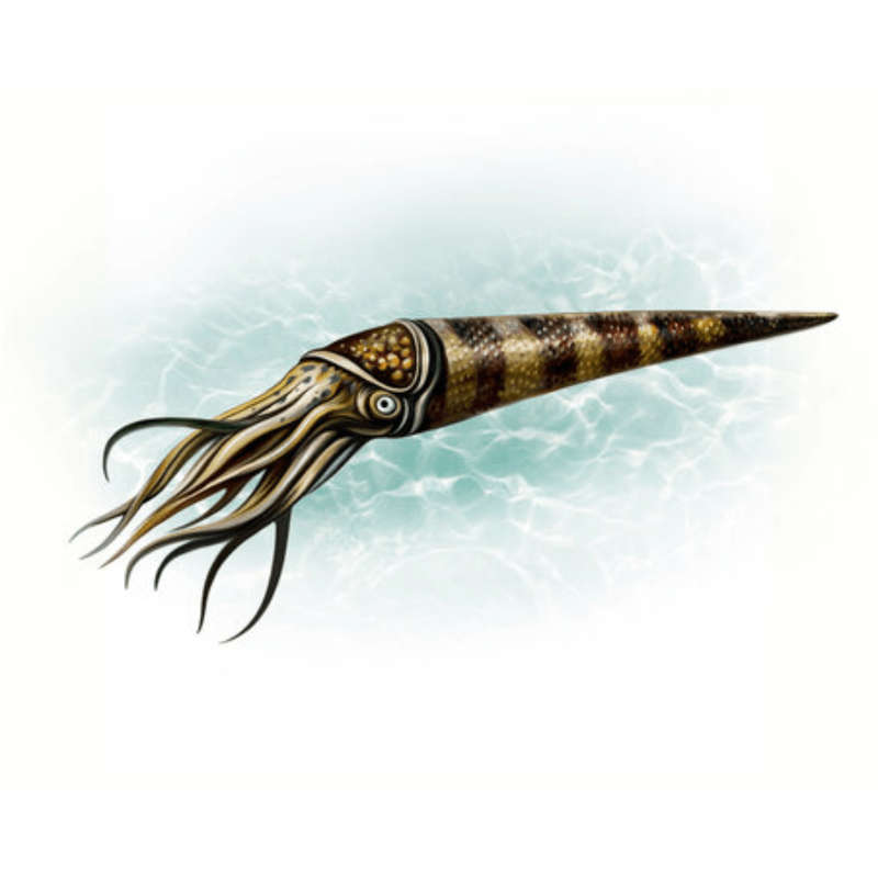 Mini Polished Fossil Orthoceras (Cephalopod) - Morocco
