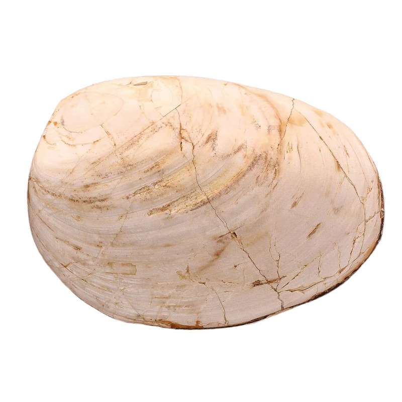 Polished Bivalves Clam Fossil