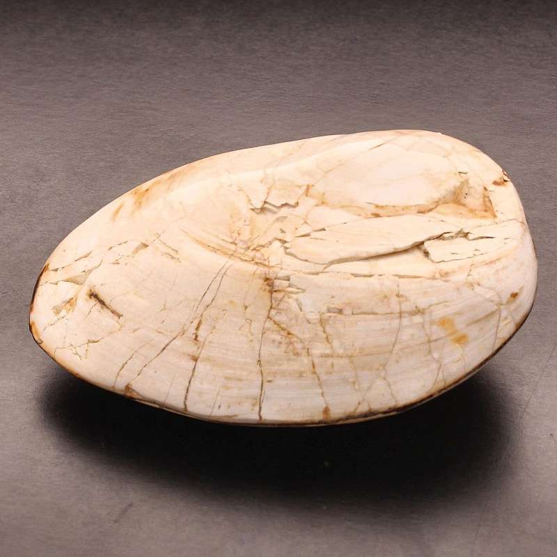 Polished Bivalves Clam Fossil