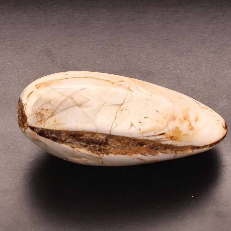 Polished Bivalves Clam Fossil