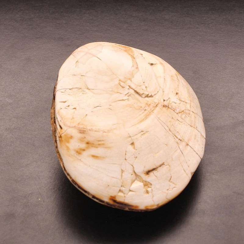 Polished Bivalves Clam Fossil
