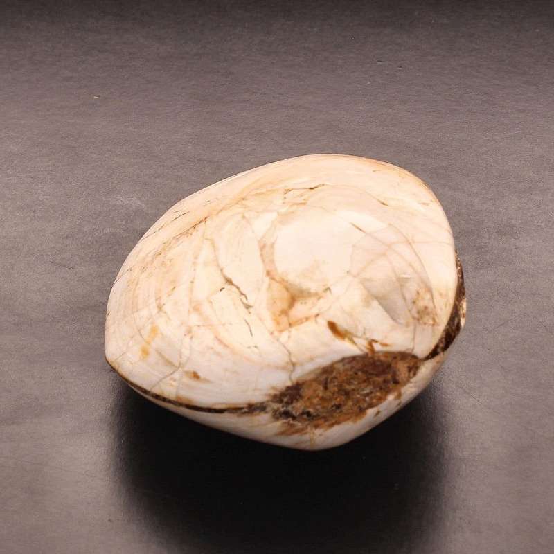 Polished Bivalves Clam Fossil