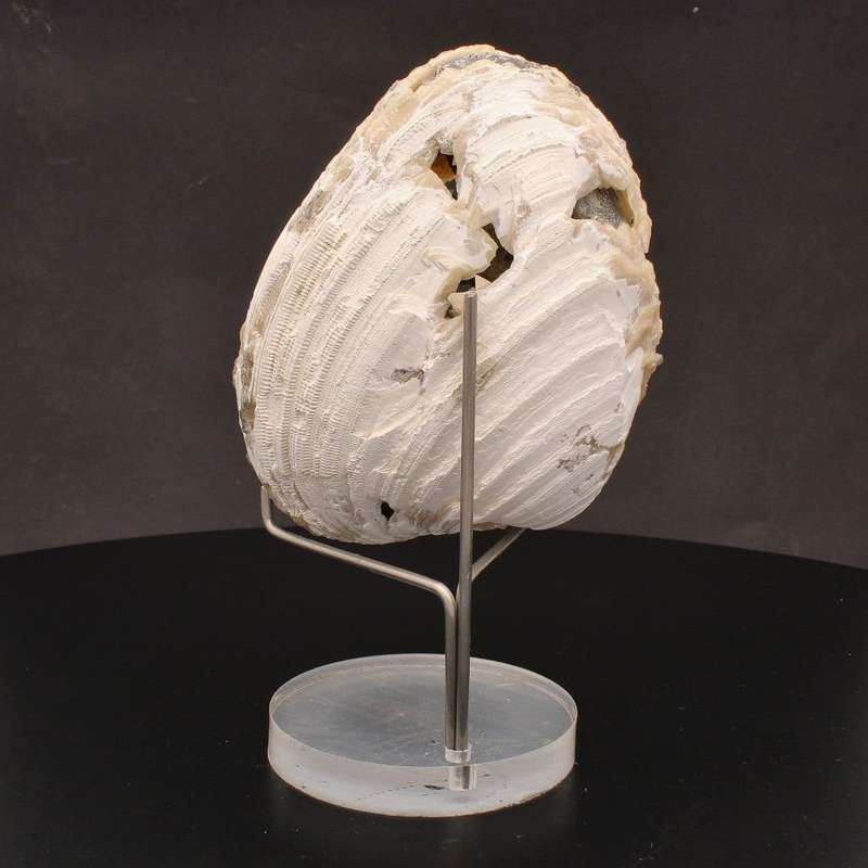 Rare Mercenaria Permagna Clam Fossil
